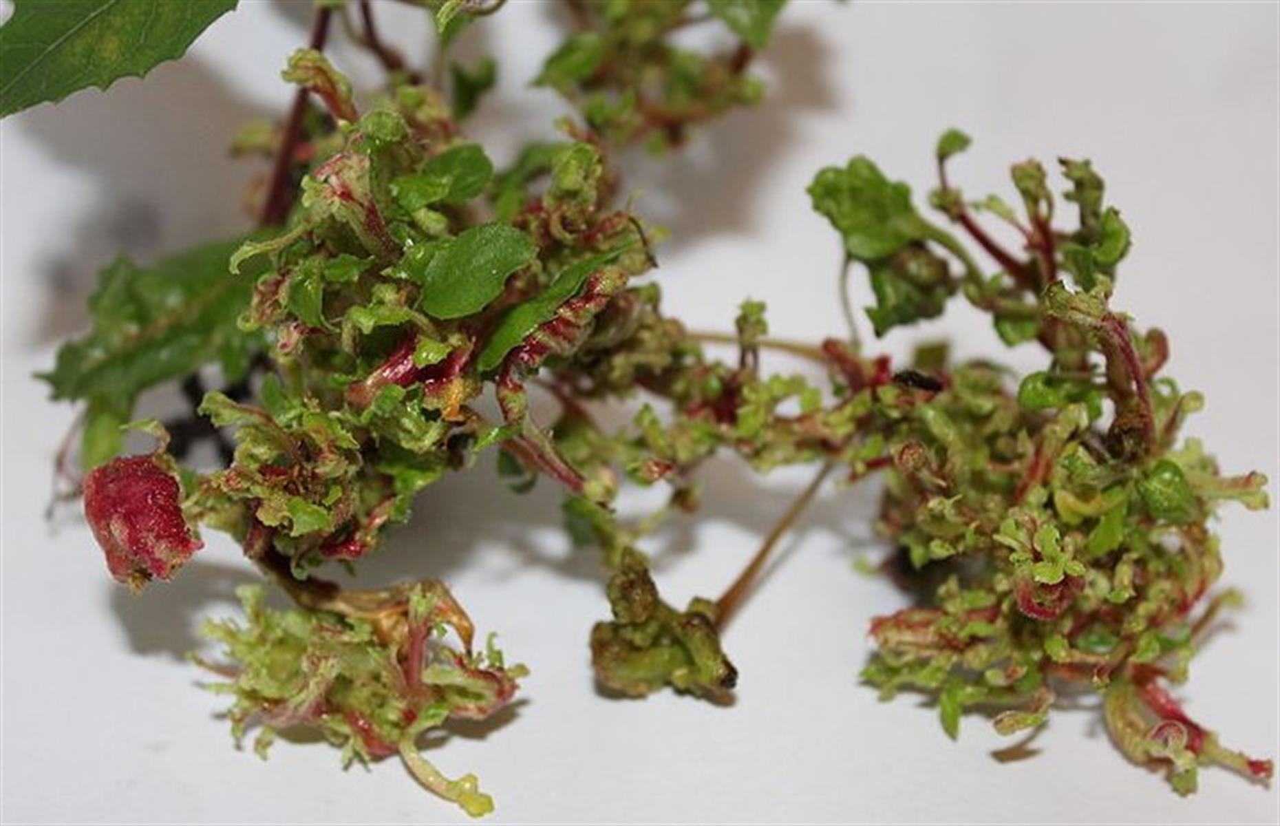 Fuchsia gall mite